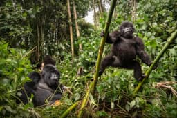 Embark on a thrilling 1-Day Rwanda Gorilla Trekking Expedition