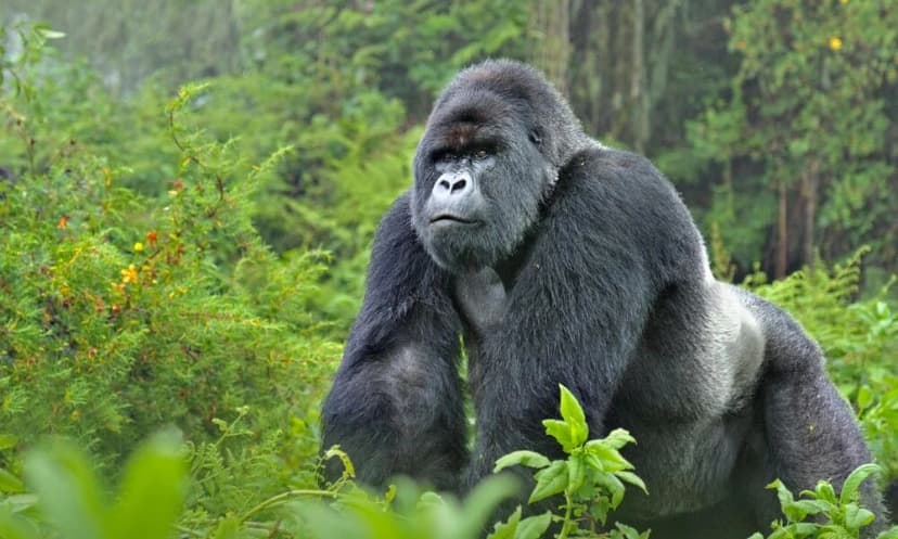 1-Day Rwanda Gorilla Trekking Expedition