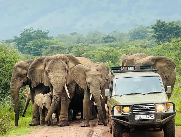 2-Day Akagera National Park Safari Adventure