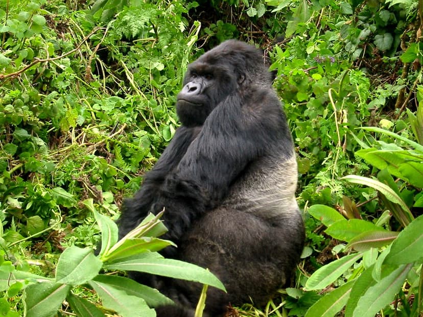 3-Day Uganda Gorilla Trekking Adventure Starting from Kigali