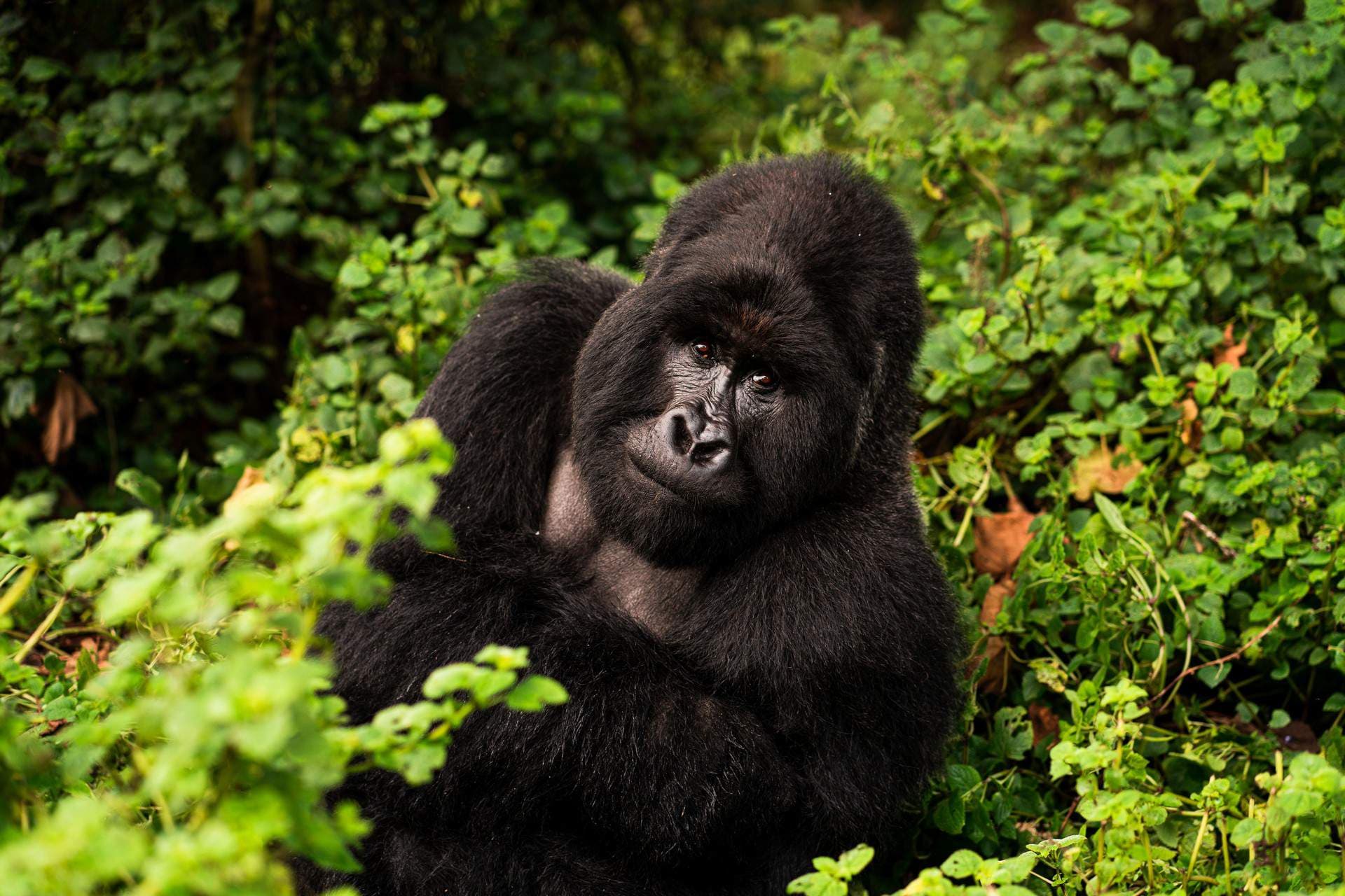 Best Season to Visit Mountain Gorillas in Rwanda